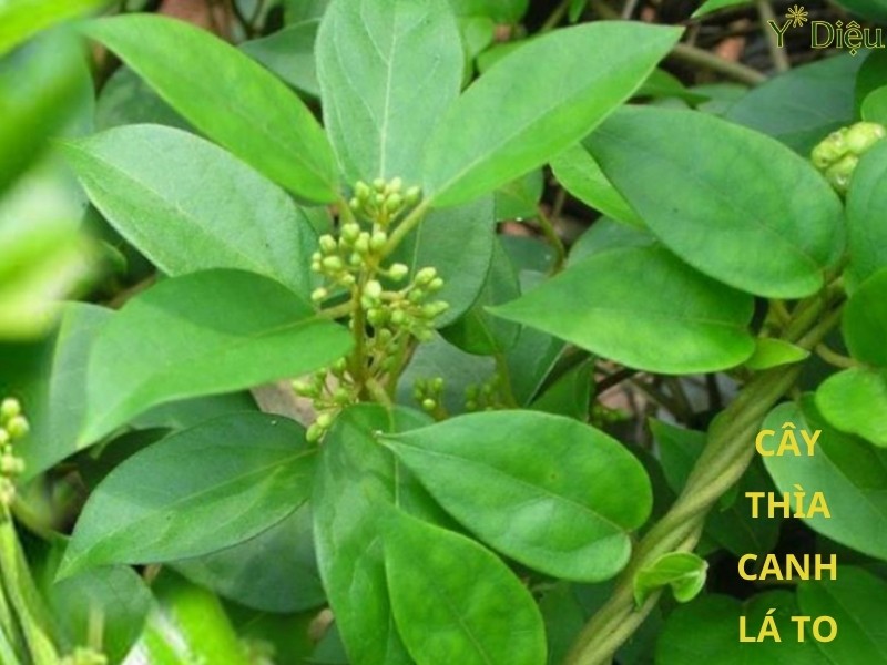 Lá Thìa Canh Loại Thốc Quý Hỗ Trợ  Điều Trị Tiểu Đường